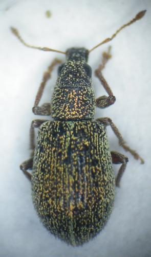 Réf. 210 835 : Polydrusus leucaspis